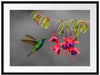 Kolibri trinkt vom Blütennektar Passepartout 80x60
