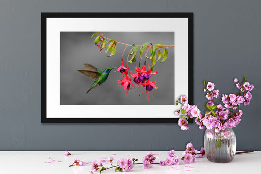 Kolibri trinkt vom Blütennektar Passepartout Wohnzimmer
