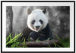 Niedlicher Panda isst Bambus Passepartout 100x70