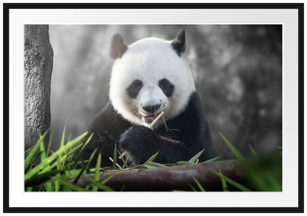 Pixxprint Niedlicher Panda isst Bambus, im Galerie-Passepartout Bilderrahmen