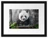 Niedlicher Panda isst Bambus Passepartout 38x30