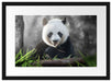 Niedlicher Panda isst Bambus Passepartout 55x40