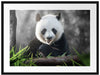 Niedlicher Panda isst Bambus Passepartout 80x60