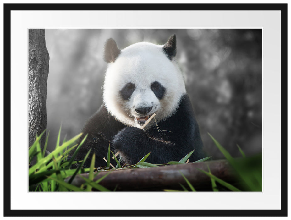 Niedlicher Panda isst Bambus Passepartout 80x60