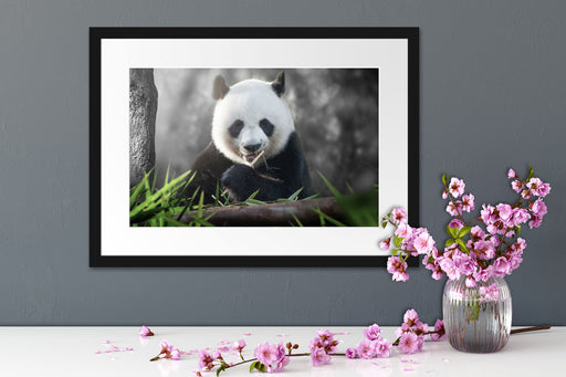 Niedlicher Panda isst Bambus Passepartout Wohnzimmer