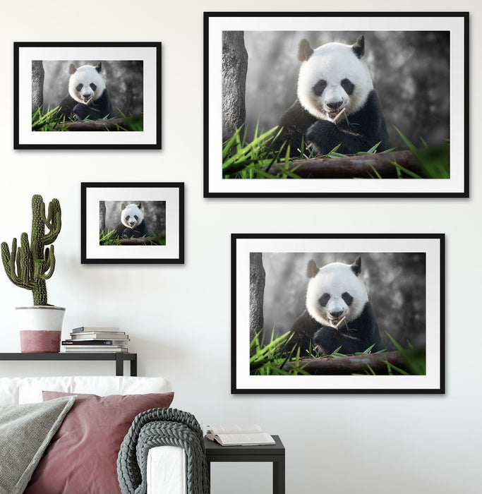 Niedlicher Panda isst Bambus Passepartout Dekovorschlag