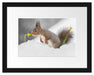 Eichhörnchen im Schnee Passepartout 38x30