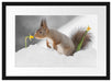 Eichhörnchen im Schnee Passepartout 55x40