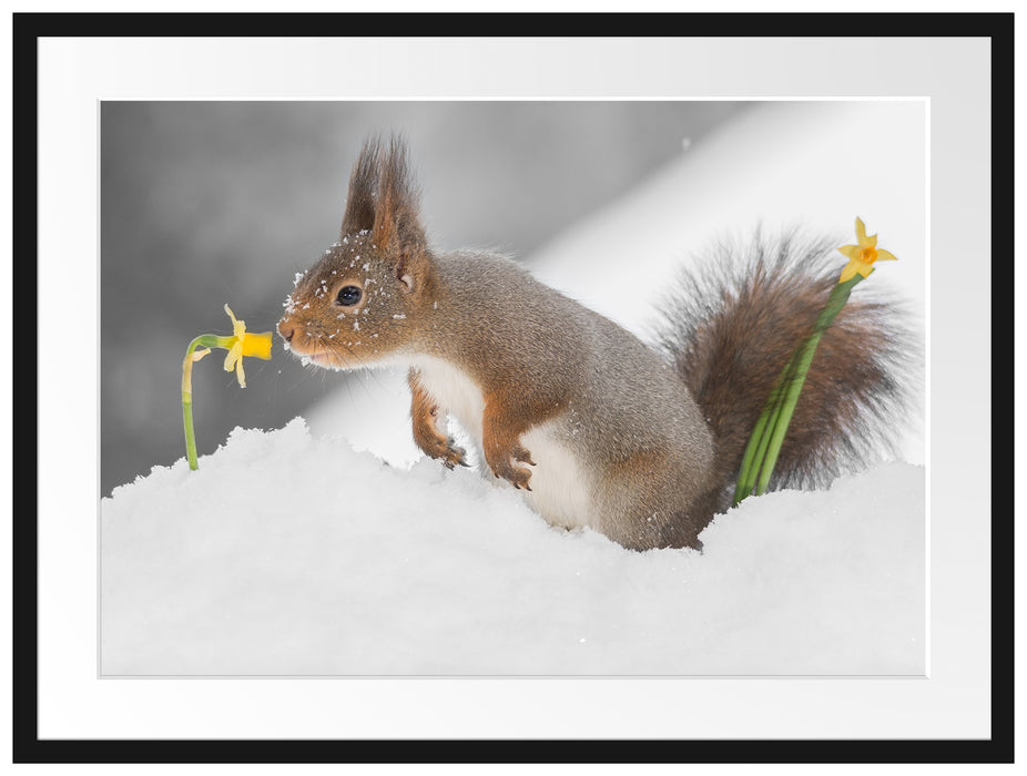 Eichhörnchen im Schnee Passepartout 80x60