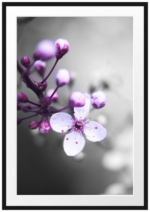 Pixxprint Blüten des Kirschbaumes, im Galerie-Passepartout Bilderrahmen