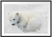 Eisbär im Schnee Passepartout 100x70