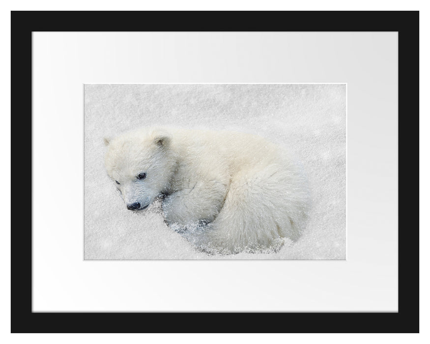Eisbär im Schnee Passepartout 38x30