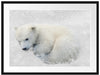 Eisbär im Schnee Passepartout 80x60