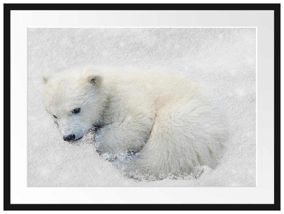 Eisbär im Schnee Passepartout 80x60