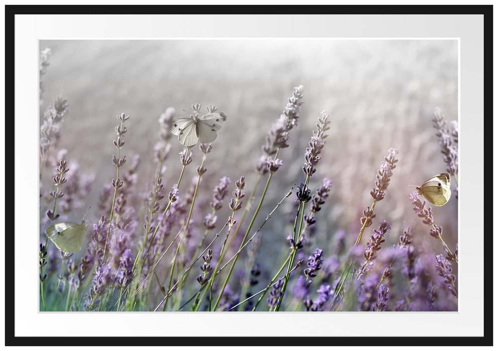 Pixxprint Schmetterlinge auf Lavendelblumen, im Galerie-Passepartout Bilderrahmen