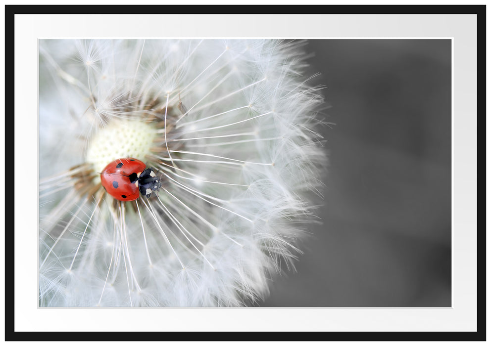 Pixxprint Marienkäfer auf einem Löwenzahn, im Galerie-Passepartout Bilderrahmen