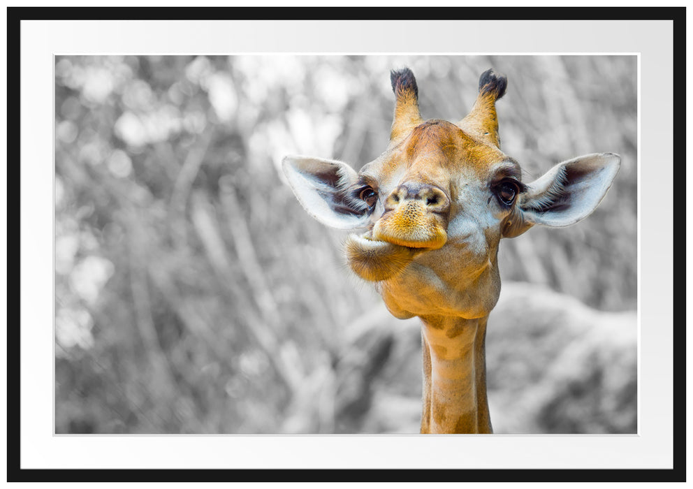 Pixxprint Giraffe in der Natur, im Galerie-Passepartout Bilderrahmen
