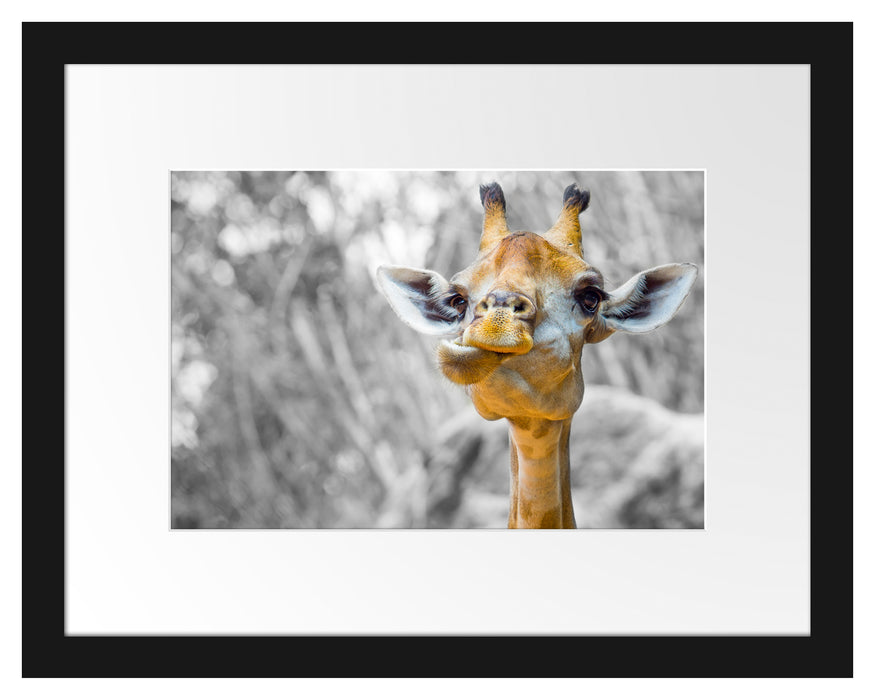 Giraffe in der Natur Passepartout 38x30
