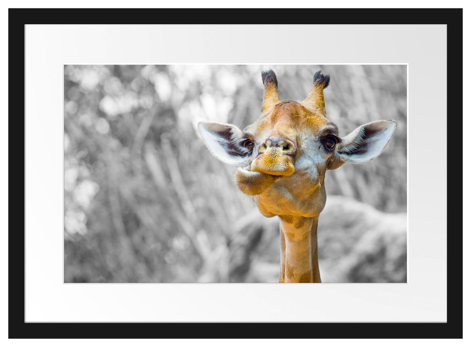 Giraffe in der Natur Passepartout 55x40