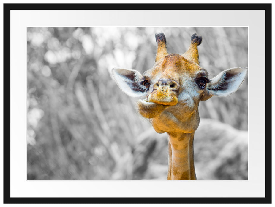 Giraffe in der Natur Passepartout 80x60