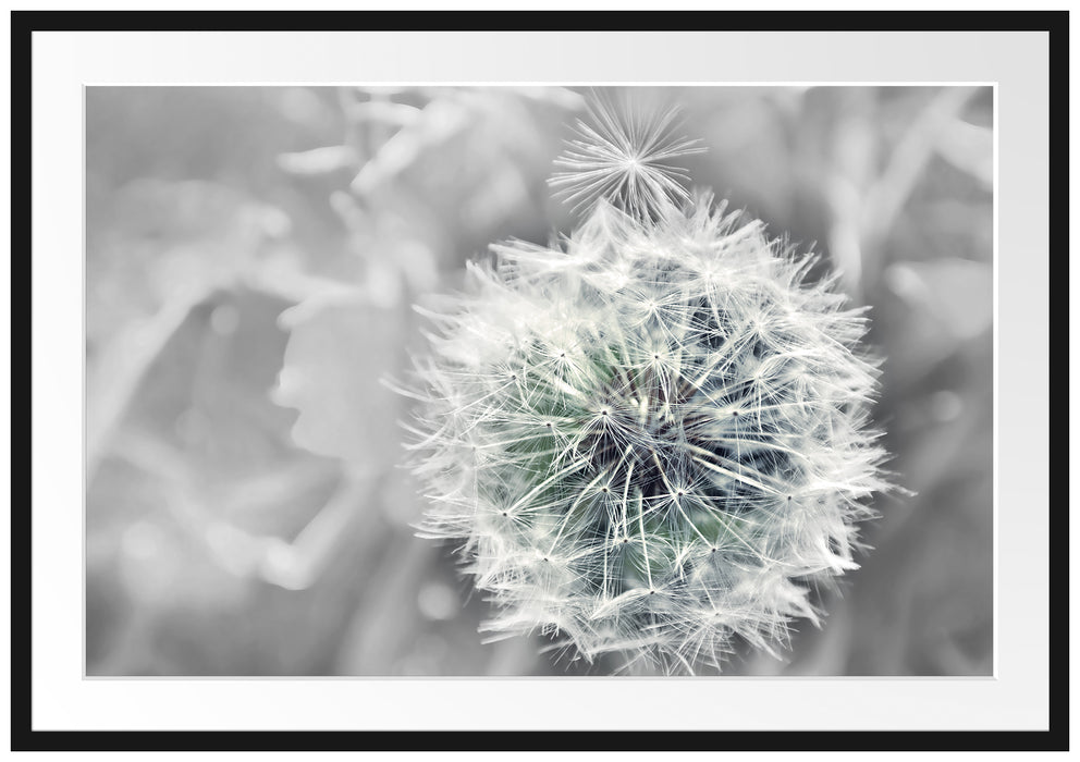 Pixxprint Löwenzahn Nahaufnahme, im Galerie-Passepartout Bilderrahmen