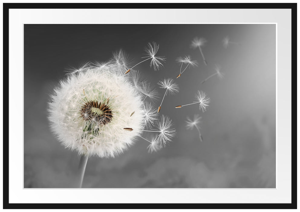 Pixxprint Löwenzahn Samen, im Galerie-Passepartout Bilderrahmen