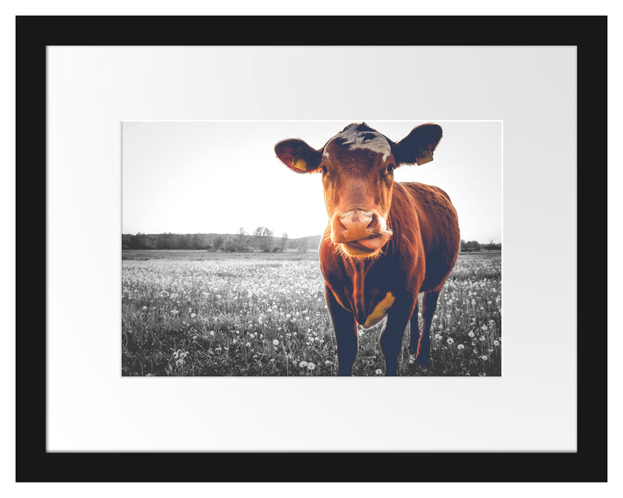 Kuh auf Butterblumenwiese Passepartout 38x30