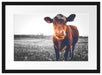 Kuh auf Butterblumenwiese Passepartout 55x40