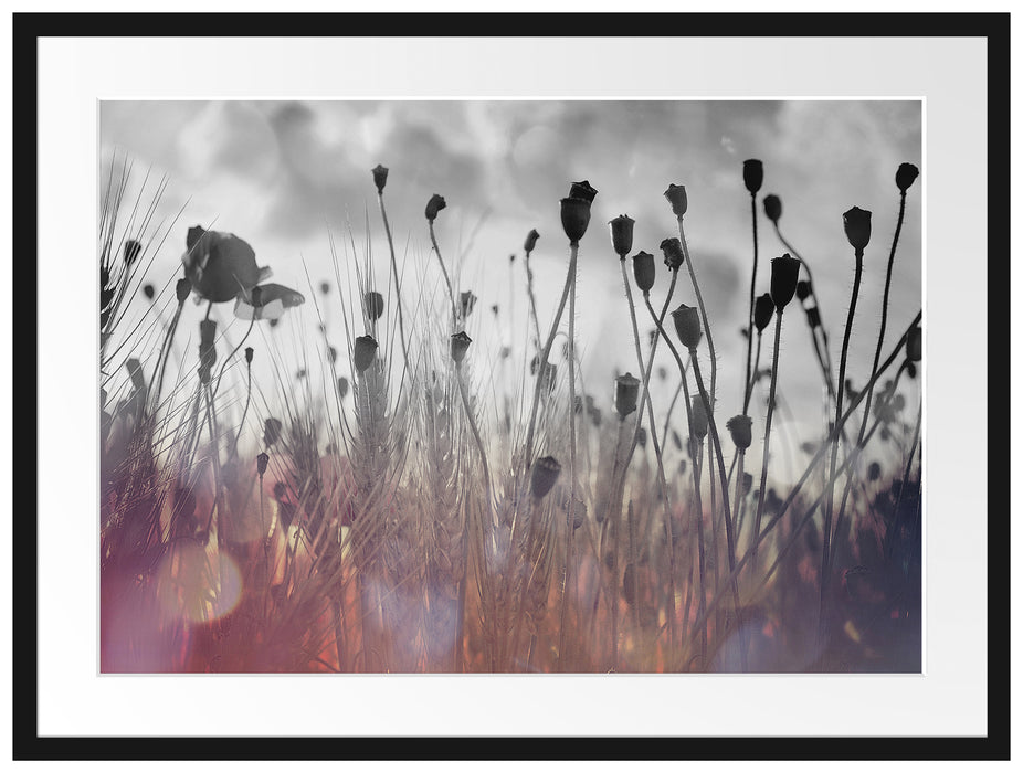 Mohn im Weizenfeld Passepartout 80x60