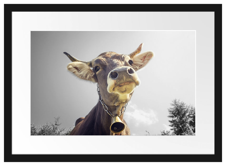 Lustiges Portrait einer Kuh Passepartout 55x40