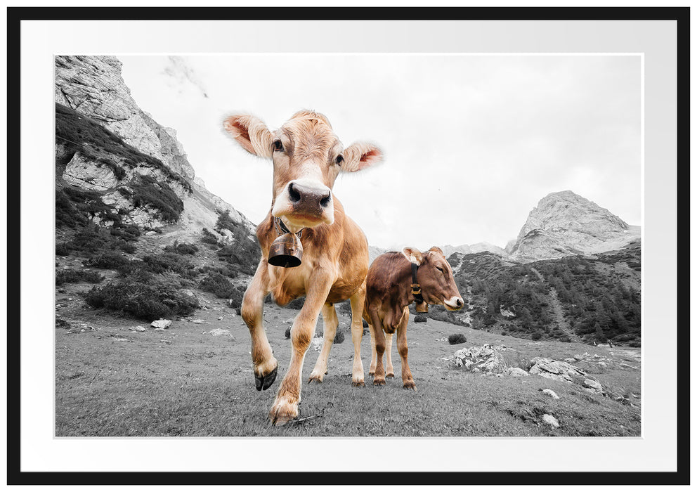 Pixxprint Almkuh auf der Weide, im Galerie-Passepartout Bilderrahmen