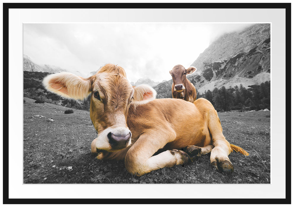 Pixxprint Almkuh in den Bergen, im Galerie-Passepartout Bilderrahmen