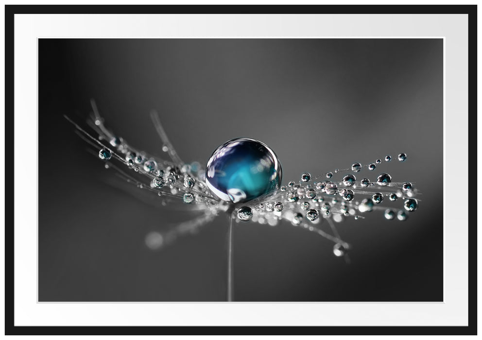 Pixxprint Wassertropfen auf einer Pusteblume, im Galerie-Passepartout Bilderrahmen