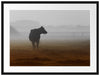 eine fressende Kuh auf der Weide Passepartout 80x60