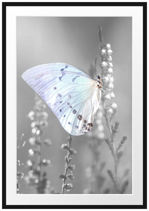 Pixxprint Schmetterling auf Blütenknospen, im Galerie-Passepartout Bilderrahmen