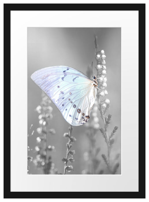 Schmetterling auf Blütenknospen Passepartout 55x40