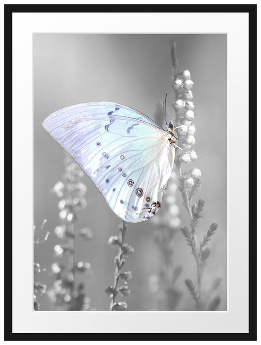 Schmetterling auf Blütenknospen Passepartout 80x60