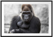 gelangweilter Gorilla Passepartout 100x70