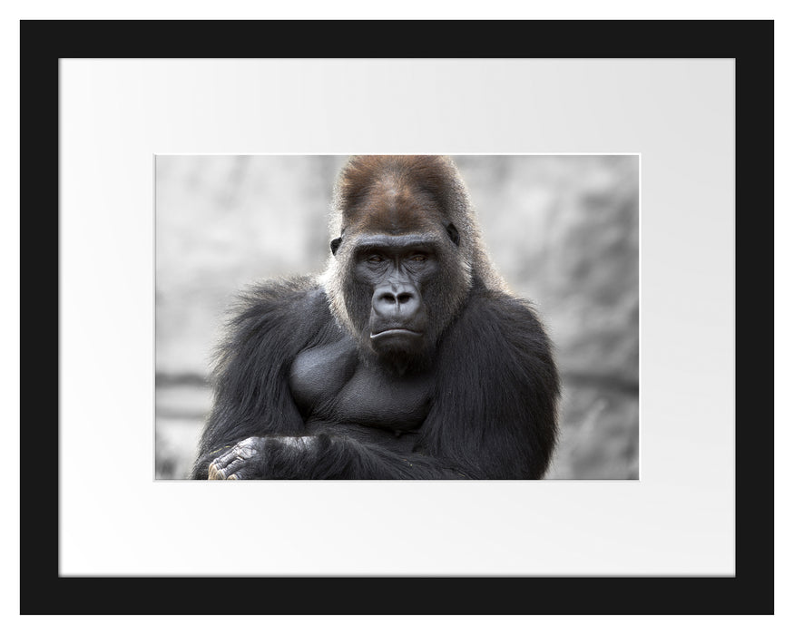 gelangweilter Gorilla Passepartout 38x30