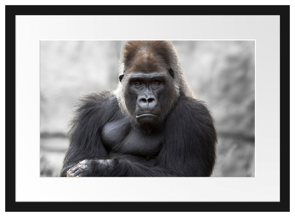 gelangweilter Gorilla Passepartout 55x40