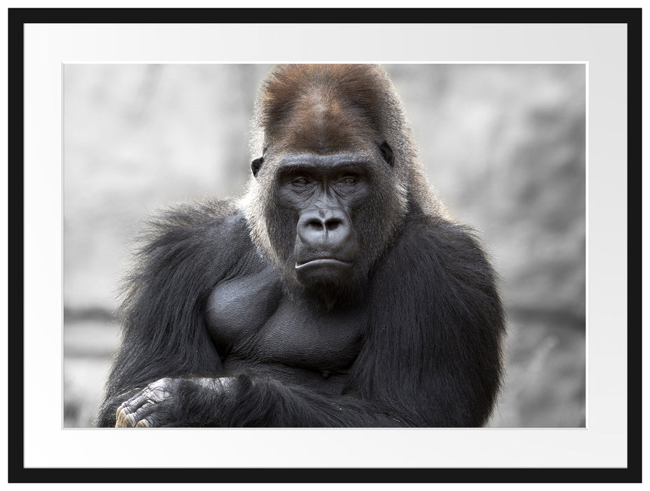 gelangweilter Gorilla Passepartout 80x60