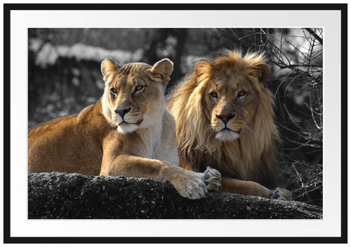 interessiertes Löwenpaar Passepartout 100x70