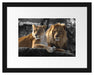 interessiertes Löwenpaar Passepartout 38x30