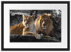 interessiertes Löwenpaar Passepartout 55x40