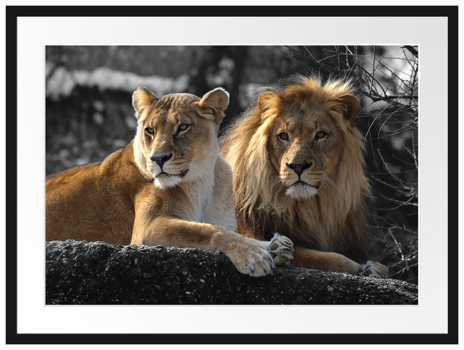 interessiertes Löwenpaar Passepartout 80x60