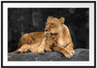 Löwe Löwenjungen Passepartout 100x70