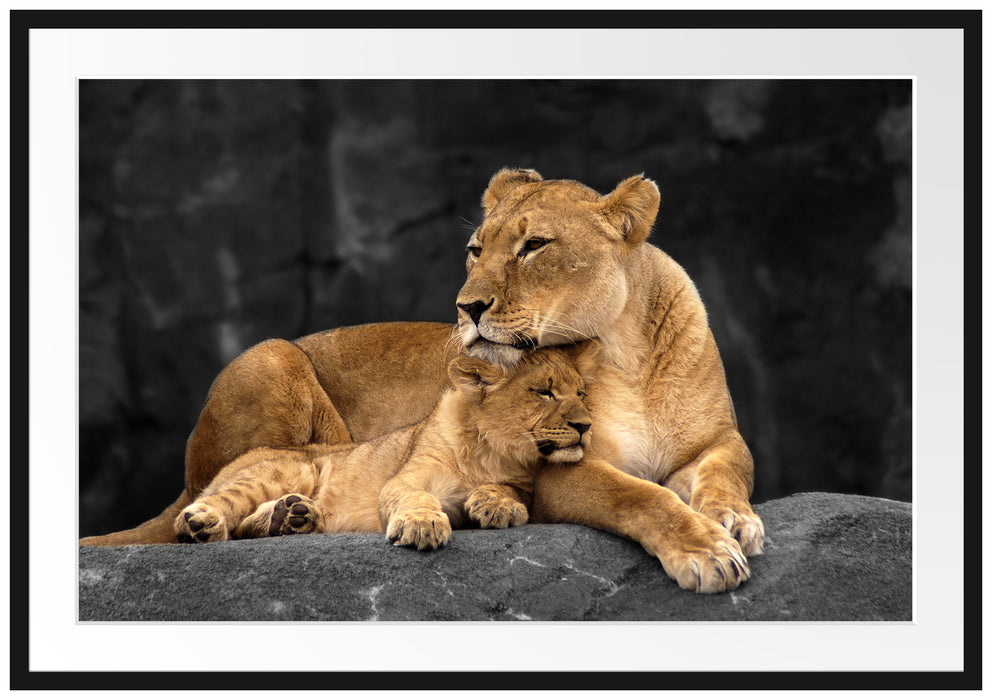 Pixxprint Löwe Löwenjungen, im Galerie-Passepartout Bilderrahmen
