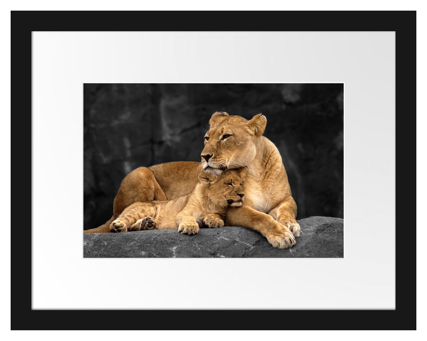Löwe Löwenjungen Passepartout 38x30