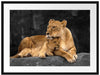 Löwe Löwenjungen Passepartout 80x60