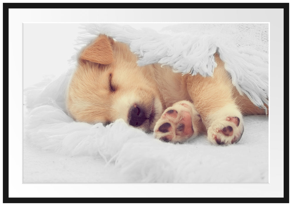 Pixxprint kleiner schlafender Welpe, im Galerie-Passepartout Bilderrahmen